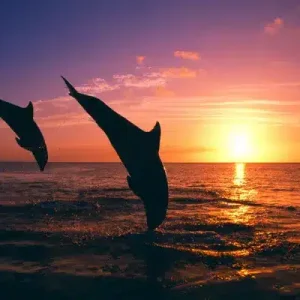 Dolphin house trip