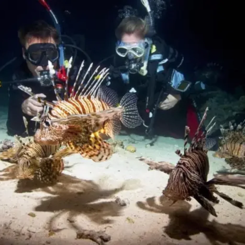 diving in red sea