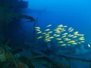 Wreck diver course
