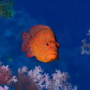 scuba diving in Egypt Hurghada