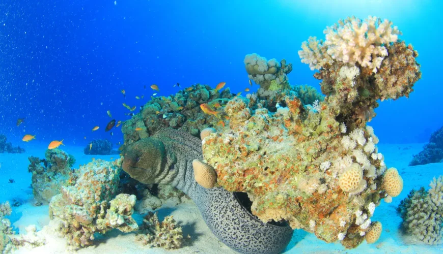 Top 5 Dive Sites in Hurghada You Must Visit