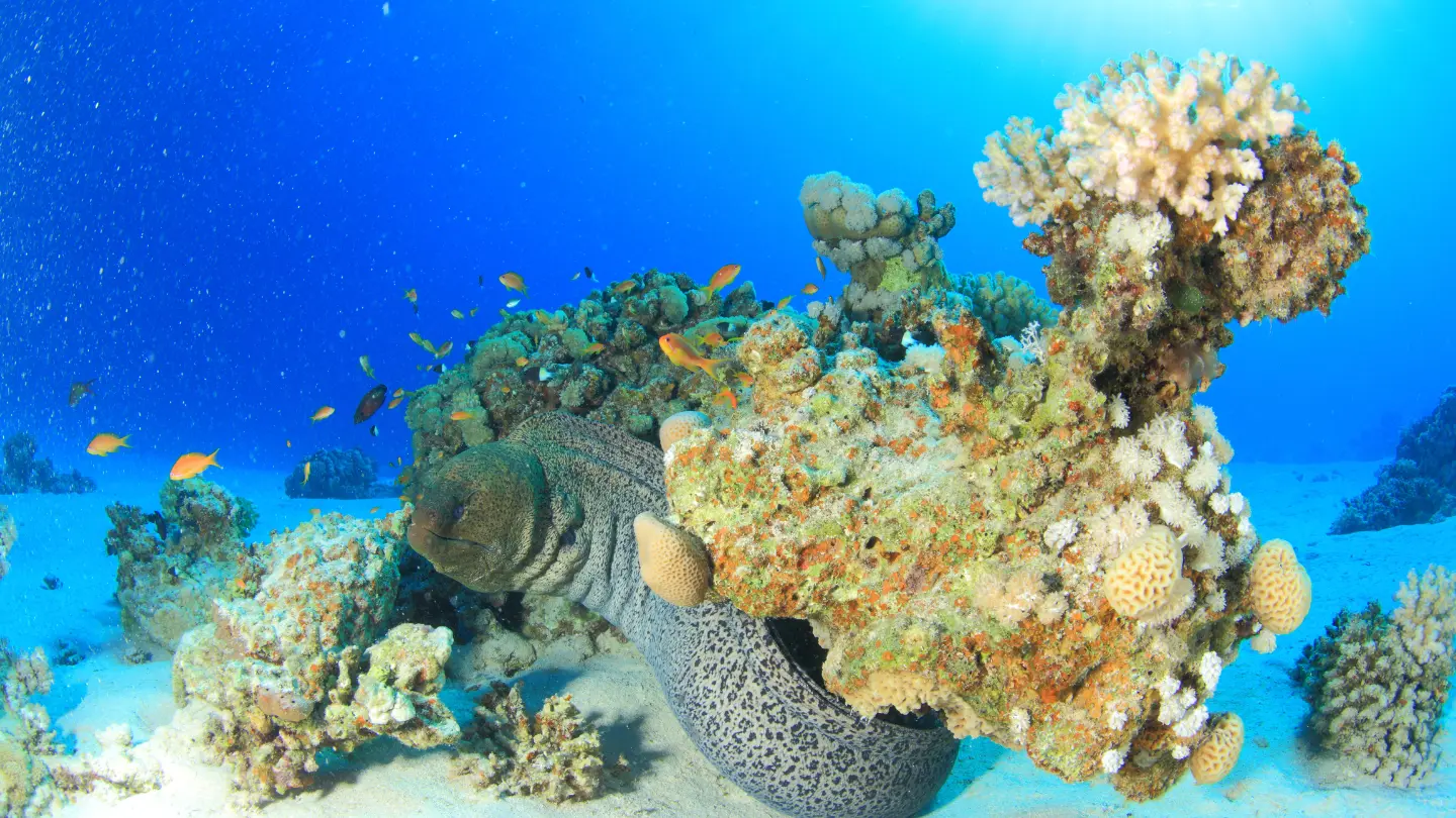 Top 5 Dive Sites in Hurghada You Must Visit