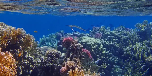 Diving in soma bay