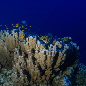 diving in soma bay