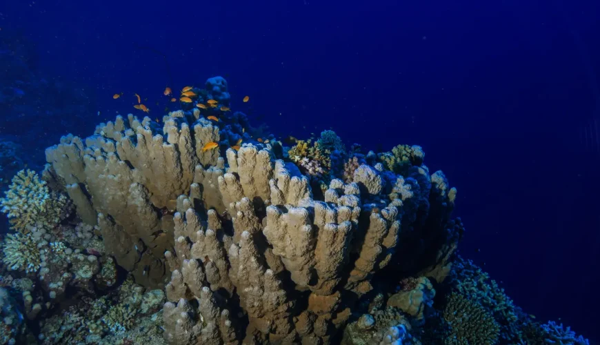 diving in soma bay