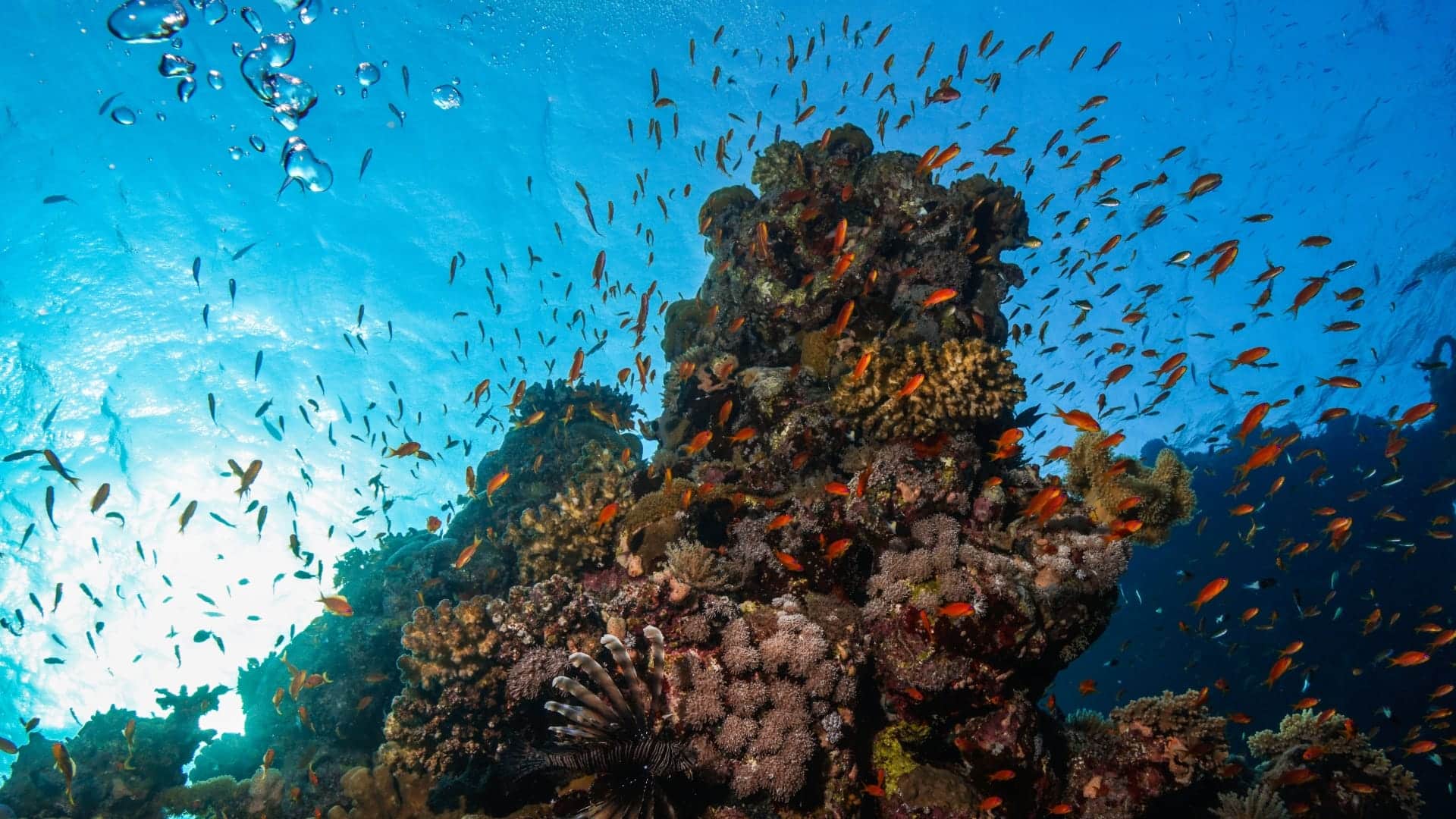 Underwater view of a vibrant coral reef teeming with small orange fish and other marine life at Soma Bay.