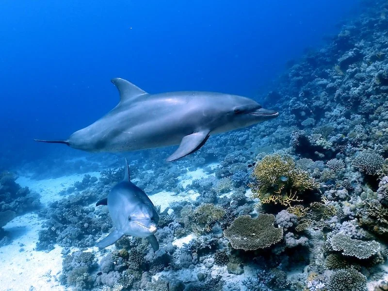 red sea dive site 