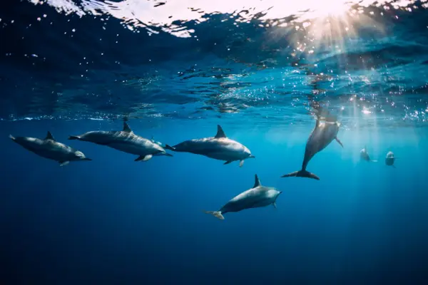 Spinner Dolphins Red Sea marine life