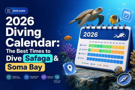 2026 Diving Calendar: The Best Times to Dive Safaga & Soma Bay